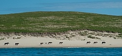 Sable Island Horse Herd on Beach