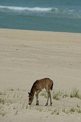 Sable Island Foal on the Beach
