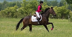 Thoroughbred , Low Level Eventing Cross Country