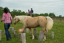 Natural Horsemanship through Obstacles
