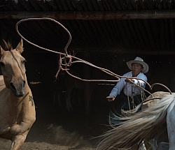 Roping the Horses from the herd