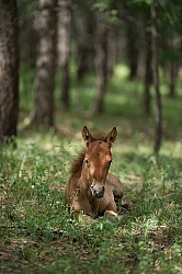 Mongolian Foal in the Woods