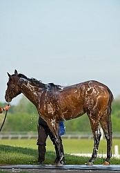 Bath Time at Keeneland, KY