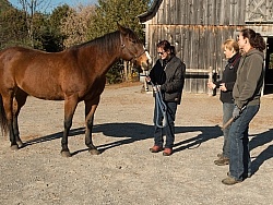 Vet and Farrier Consult