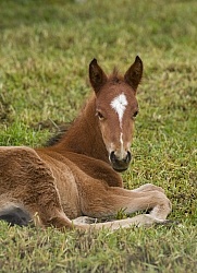 Foal at Hacienda La Alegria Foal lying down
