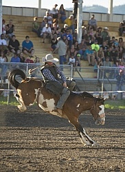 Bucking Bronco