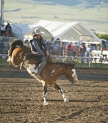 Bucking Bronco