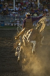 Bucking Bronco