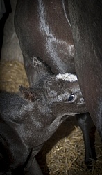 Mare with Newborn Foal
