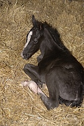 Newborn Foal