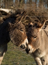 Miniature Donkey