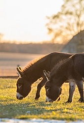 Miniature Donkey