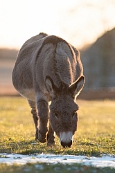 Miniature Donkey