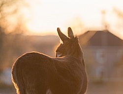 Miniature Donkey