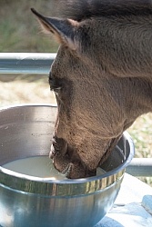 Feeding an Orphaned Foal