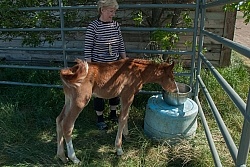 Feeding an Orphaned Foal