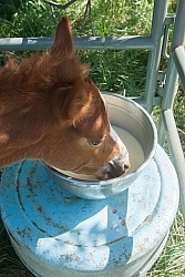 Feeding an Orphaned Foal