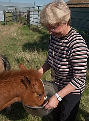 Feeding an Orphaned Foal