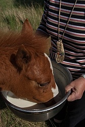 Feeding an Orphaned Foal