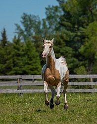 Spotted Saddle Horse Free Running