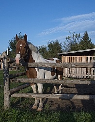 Major in the Corral at Horse Country Campground