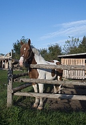 Major in the Corral at Horse Country Campground