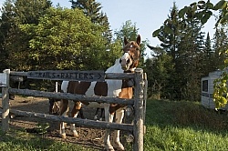 Major in the Corral at Horse Country Campground