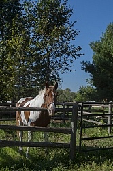 Major in the Corral at Horse Country Campground