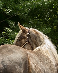 Rocky Mountain Horse Portrait, Bonnie View Farm