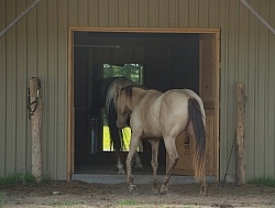 Home Horse Keeping General