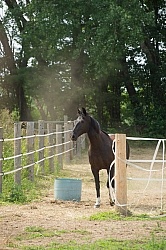 Home Horse Keeping General