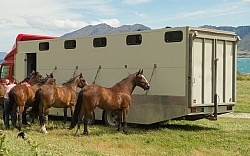 Horses at The Trailer After Riding Out of Dingleburn Station on the Land of the Long White Cloud Ride with Wild Womens Expeditions and Adventure Horse Trekking New Zealand