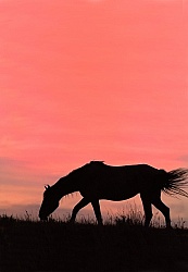 Nokota Horse Silhouette Sunset 