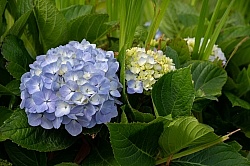 Flowers of the Azores