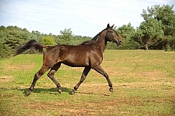 Standardbred Free Running