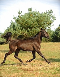 Standardbred Free Running
