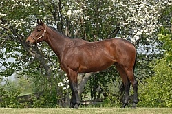 Thoroughbred Conformation