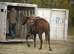 Wild Deuce Working Mountain Horse Competition