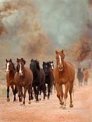 Horses Running From Fire