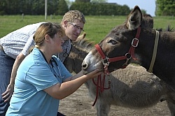 Vet Treating Donkey