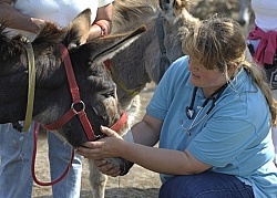 Vet Treating Donkey