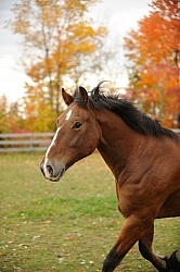 Welsh Cob Free Running in Fall