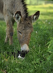 Donkey with Feline Friend