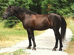 Curly Horse Stallion  Conformation