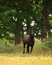 Curly Horse Stallion Free Running