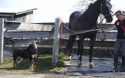 Hilltop Equestrian Centre Dogs around the Barn