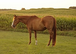 Senior Horse