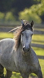 Spring Summer vertical