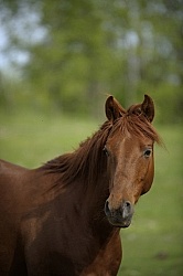 Spring Summer vertical