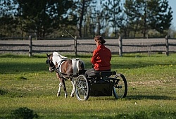 Miniature Horse Driving